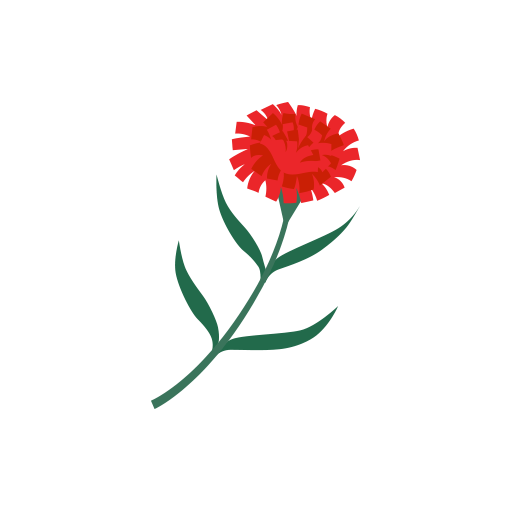 carnation