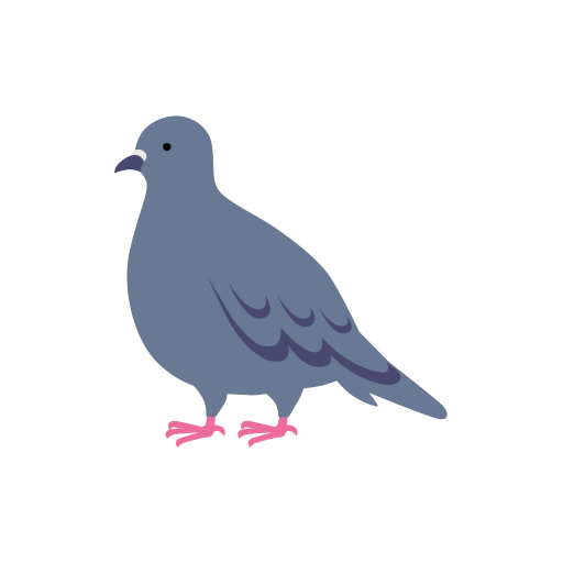 pigeon